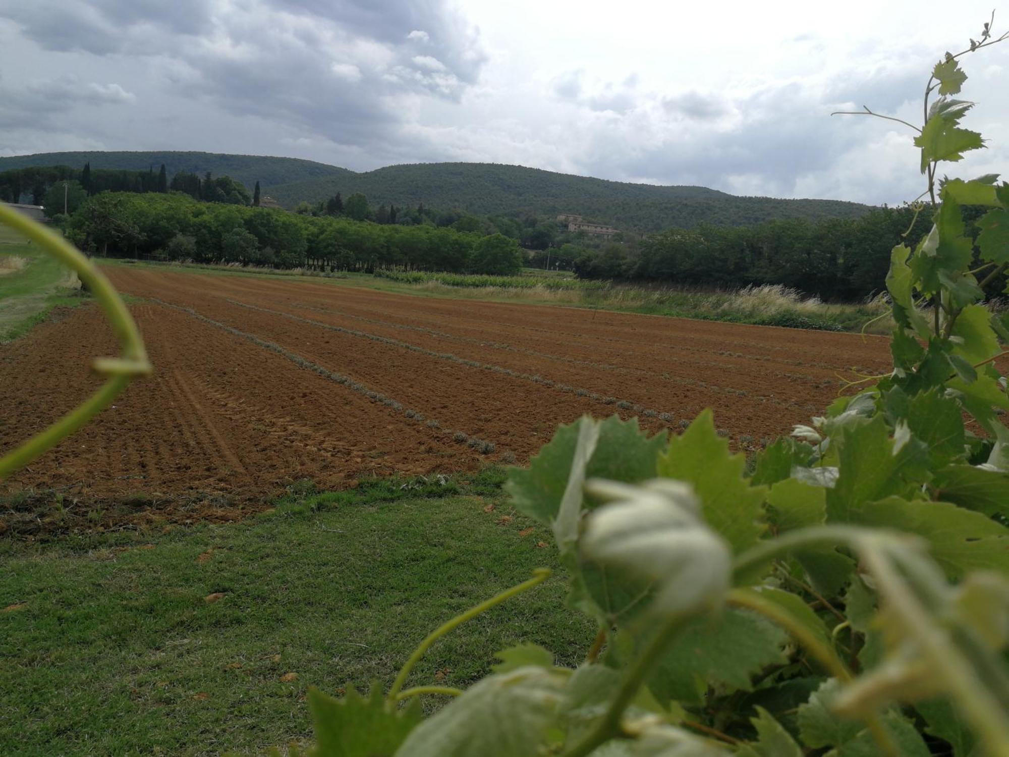 Claudia Vacanza Toscana - Appartamento Melograno -10 Min Da Siena Sovicille Pokój zdjęcie