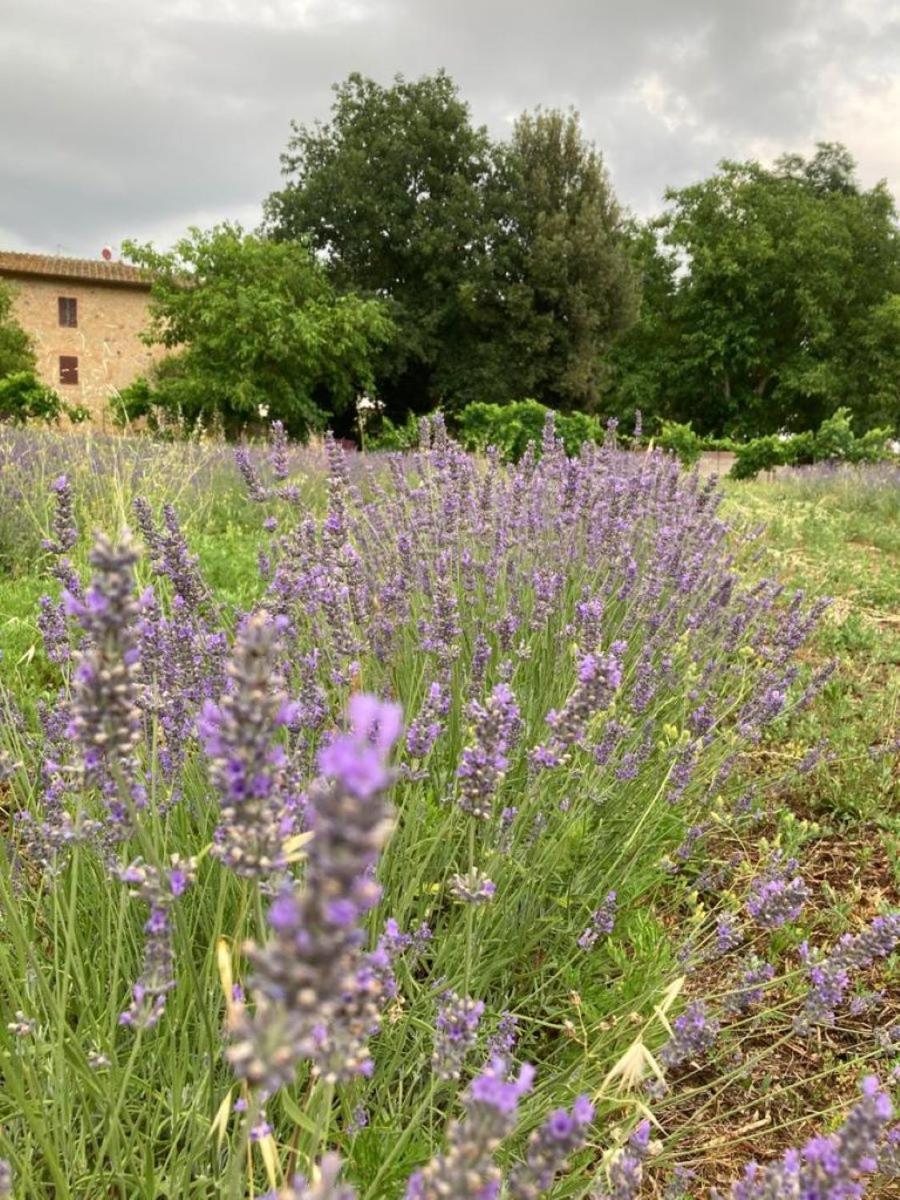 Claudia Vacanza Toscana - Appartamento Melograno -10 Min Da Siena Sovicille Zewnętrze zdjęcie