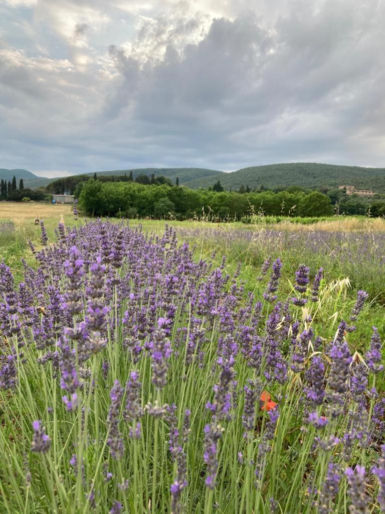 Claudia Vacanza Toscana - Appartamento Melograno -10 Min Da Siena Sovicille Zewnętrze zdjęcie