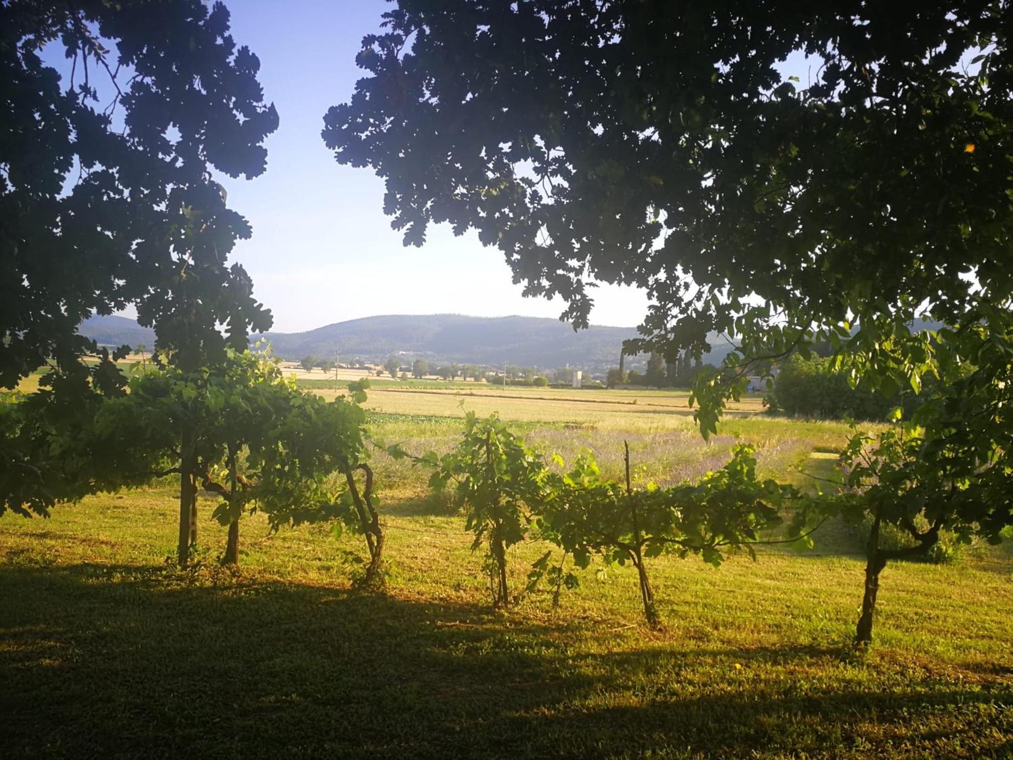 Claudia Vacanza Toscana - Appartamento Melograno -10 Min Da Siena Sovicille Zewnętrze zdjęcie